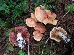 Cortinarius rubicundulus
