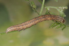 Euclidia glyphica