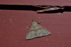 Renia flavipunctalis