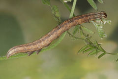 Euclidia glyphica