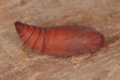 Euclidia glyphica