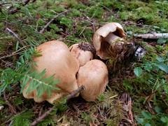 Cortinarius rubicundulus