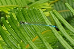Agriocnemis nana