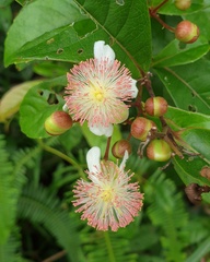 Tetracera indica