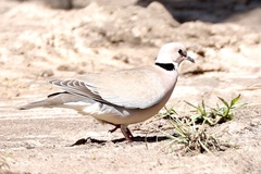 Streptopelia vinacea