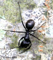 Camponotus natalensis
