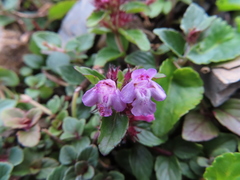 Clinopodium laxiflorum