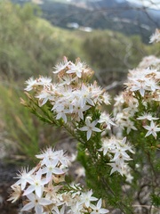 Calytrix tetragona