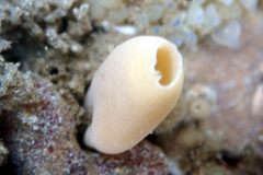 Calcarea