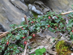 Cotoneaster morrisonensis