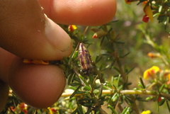 Melobasis gloriosa gloriosa