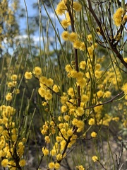 Acacia juncifolia