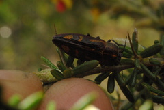 Melobasis gloriosa gloriosa