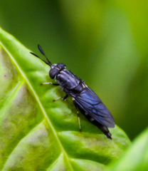 Hermetia sexmaculata