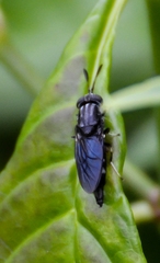 Hermetia sexmaculata