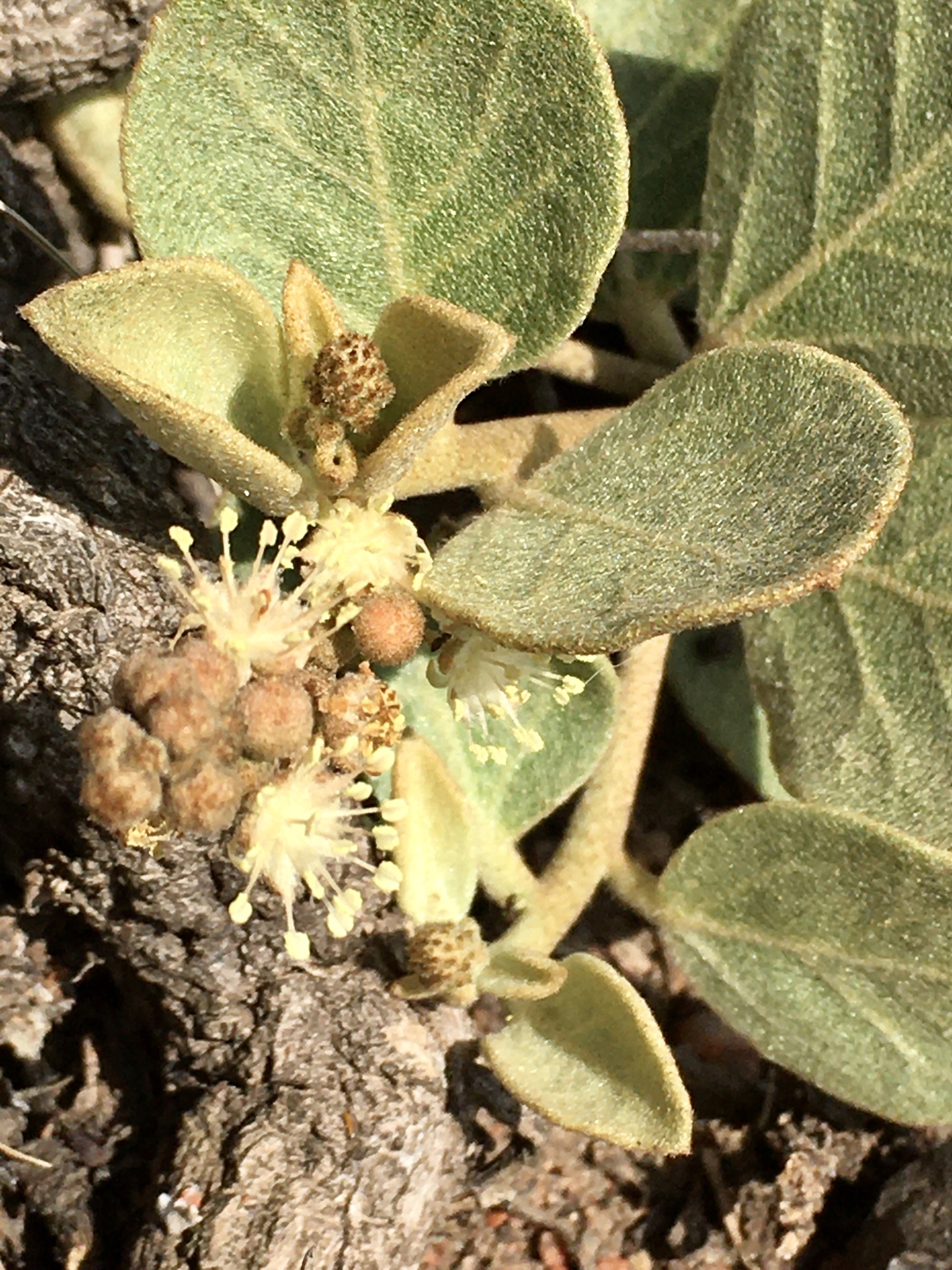 Croton lanatus