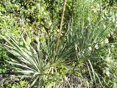 Yucca necopina