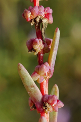 Suaeda pannonica