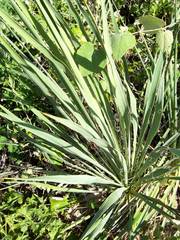Yucca necopina