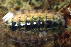 Ischnochiton thomasi