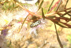 Castiarina picta