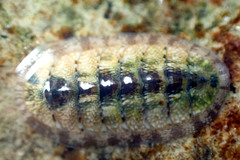 Ischnochiton thomasi