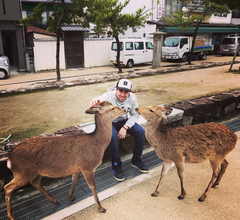Cervus nippon