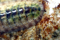 Ischnochiton thomasi