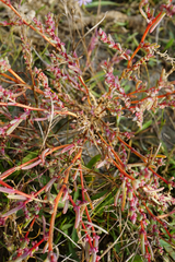 Suaeda pannonica