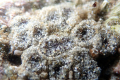 Botryllus stewartensis