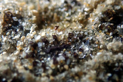 Botryllus stewartensis