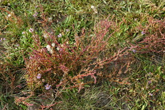 Suaeda pannonica