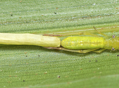 Miagrammopes flavus