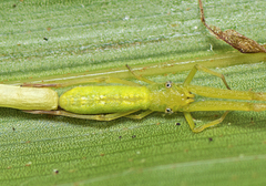 Miagrammopes flavus