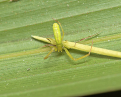 Miagrammopes flavus