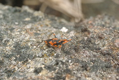 Havinthus rufovarius