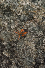 Havinthus rufovarius