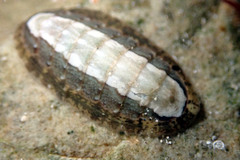 Ischnochiton elongatus image