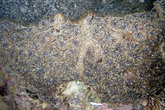 Botryllus