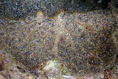 Botryllus