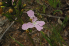 Stylidium affine