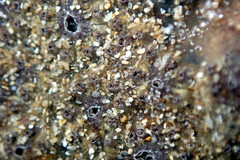 Botryllus