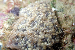 Botryllus