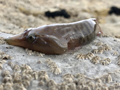 Lepadogaster lepadogaster