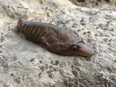 Lepadogaster lepadogaster