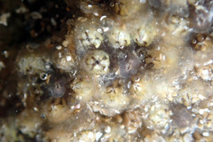 Botryllus