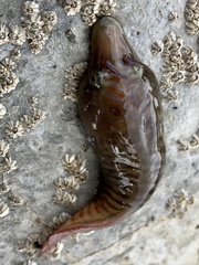 Lepadogaster lepadogaster