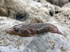 Lepadogaster lepadogaster
