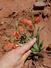Gladiolus pulcherrimus