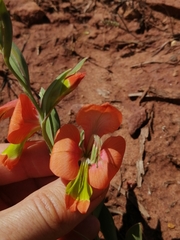 Gladiolus pulcherrimus